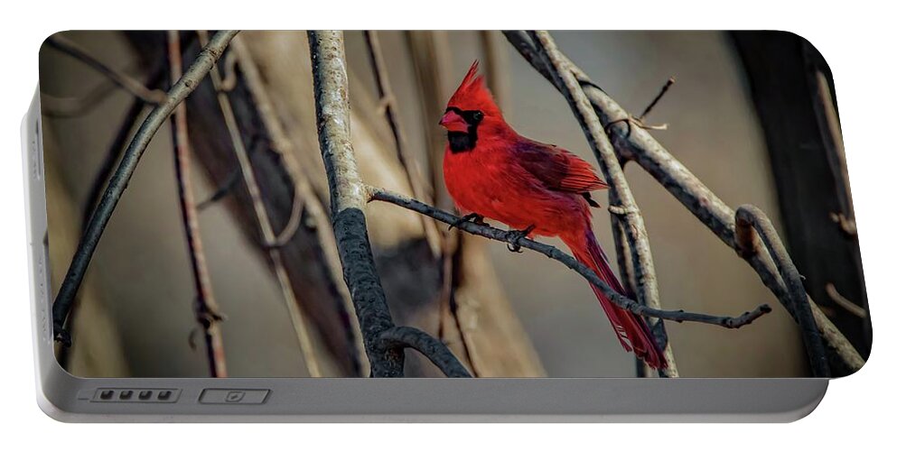 Cardinal Portable Battery Charger featuring the photograph Northern Cardinal by Ray Congrove