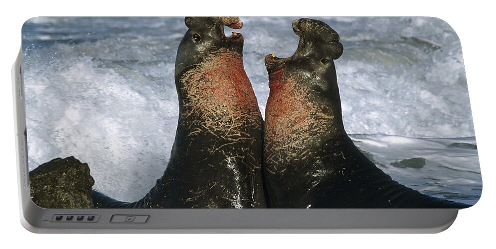 00173843 Portable Battery Charger featuring the photograph Northern Elephant Seal Males Fighting by Tim Fitzharris
