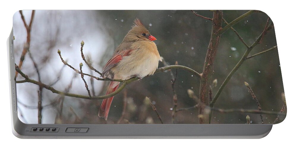 Cardinal Portable Battery Charger featuring the photograph Northern Female Cardinal by Living Color Photography Lorraine Lynch