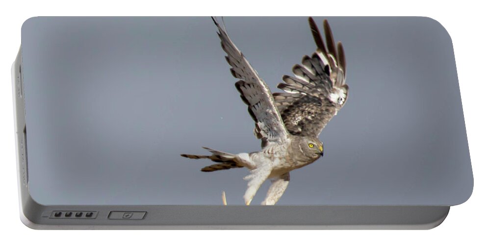  Portable Battery Charger featuring the photograph Northern Harrier by Laura Lien