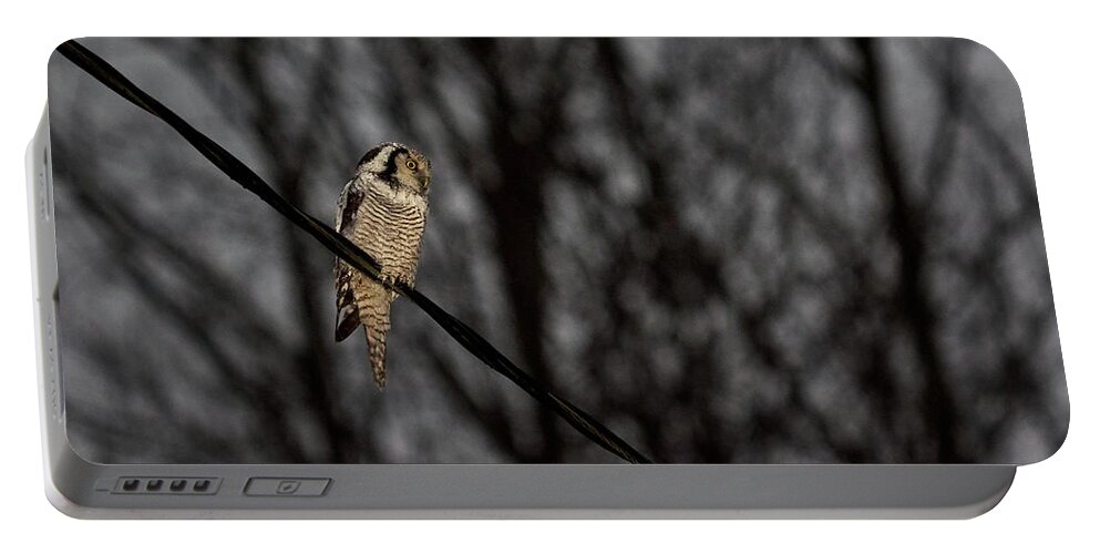 Lehtokukka Portable Battery Charger featuring the photograph Northern hawk-owl 22 by Jouko Lehto