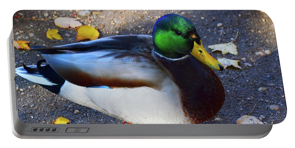 American Portable Battery Charger featuring the photograph Northern Male Mallard Duck by Robyn King