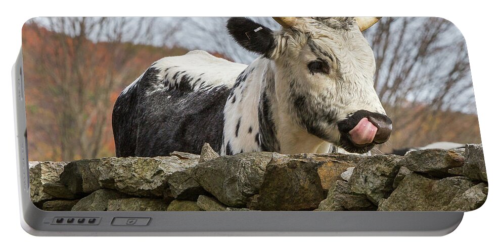 Randall Cattle Portable Battery Charger featuring the photograph Nosey by Bill Wakeley