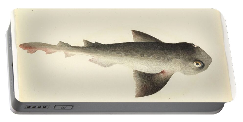 Art Portable Battery Charger featuring the painting Nurse shark Unsigned sketches attributed to William Buelow Gould by William Buelow Gould