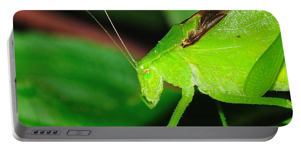 Grasshopper Portable Battery Charger featuring the photograph O Grasshopper by Mark Fuller