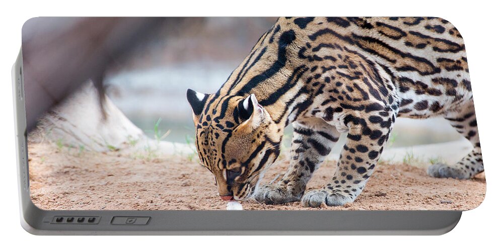 El Paso Portable Battery Charger featuring the photograph Ocelot and Egg by SR Green