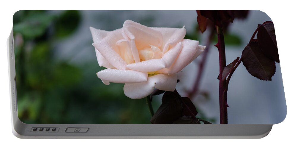 Winterpacht Portable Battery Charger featuring the photograph October Rose by Miguel Winterpacht