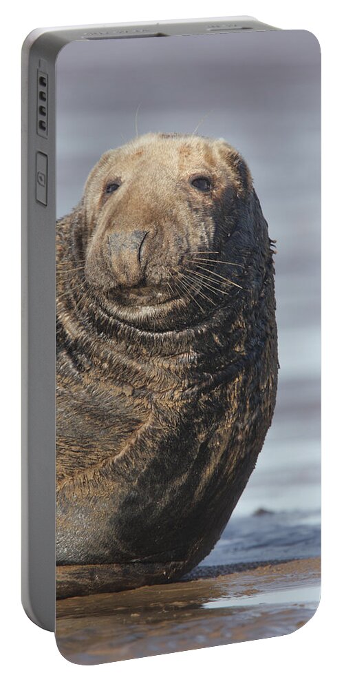 Seal Portable Battery Charger featuring the photograph Old Atlantic Grey Seal on the beach by Tony Mills