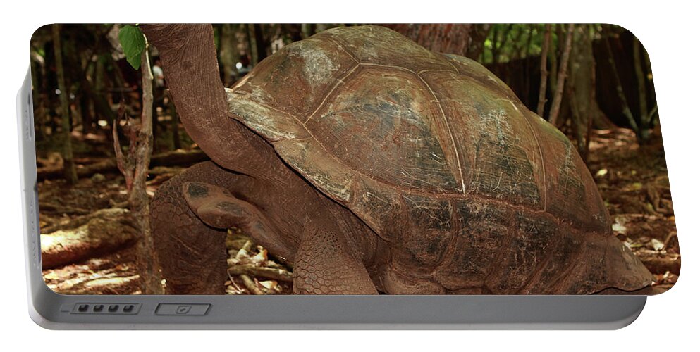 Tortoise Portable Battery Charger featuring the photograph Old Man Of The Sea by Aidan Moran