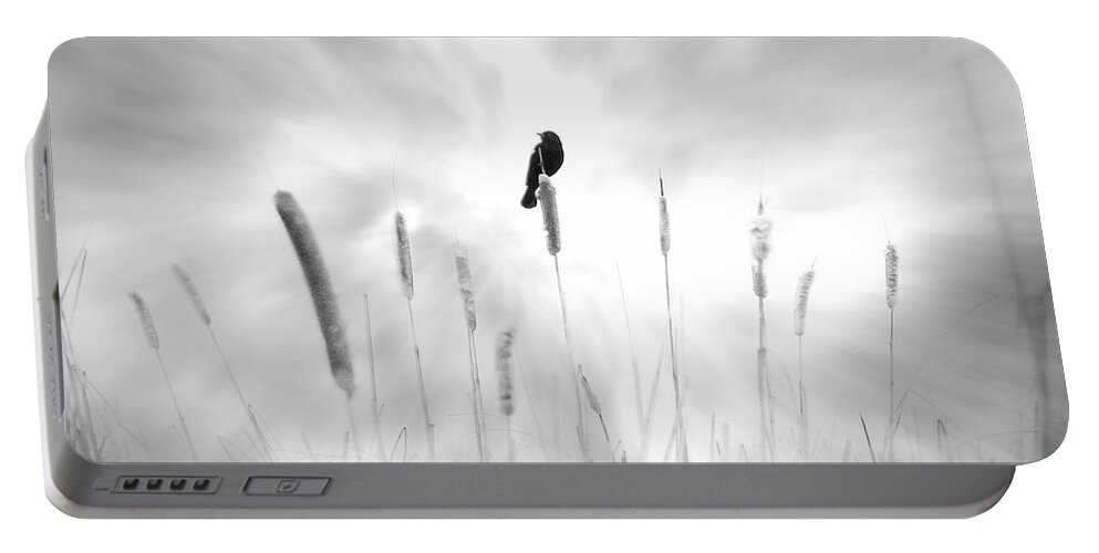 Bird; Black; Dream; Field; Message; Omen; Pussy Willow; White; John Poon; Cattail; Luck Portable Battery Charger featuring the photograph Omen by John Poon