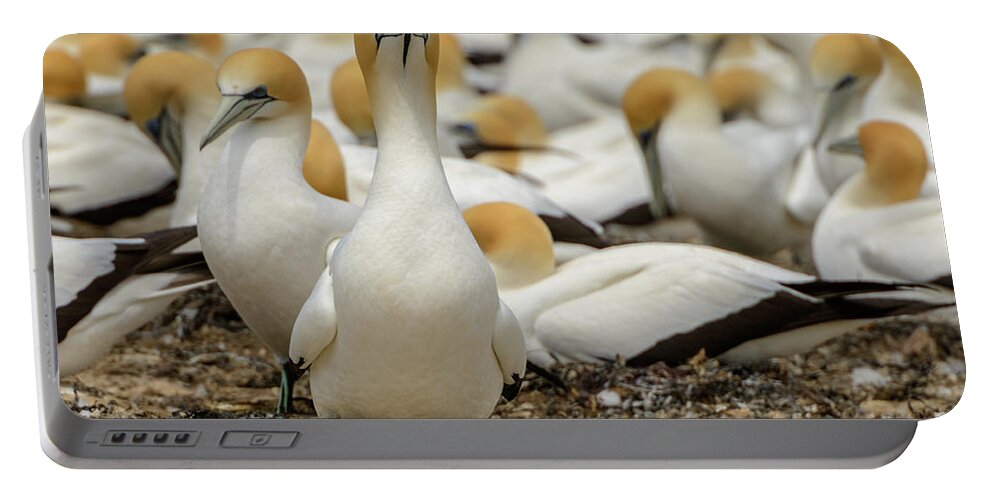 Bird Portable Battery Charger featuring the photograph On Guard by Werner Padarin