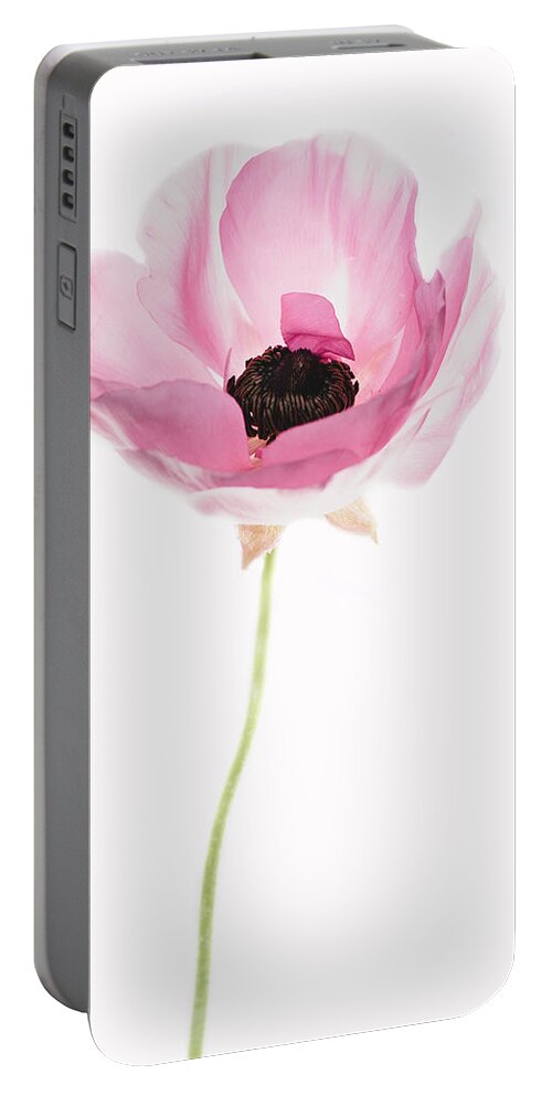 Ranunculus Portable Battery Charger featuring the photograph One Pink Beauty by Rebecca Cozart