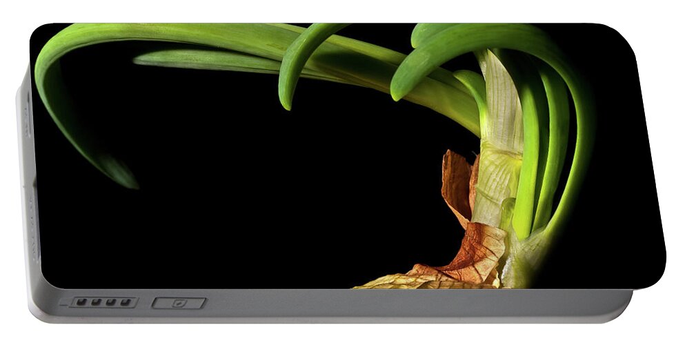 Onion Greens Portable Battery Charger featuring the photograph Onion Sprouting by Onyonet Photo studios