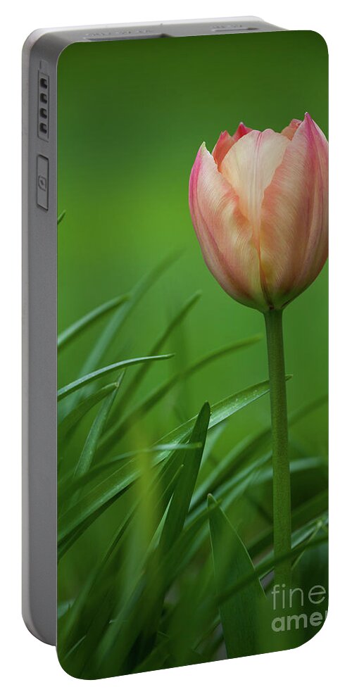 Tulip Portable Battery Charger featuring the photograph Opening Day by Mark Alder