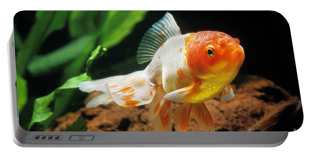 Adult Portable Battery Charger featuring the photograph Oranda Goldfish Carassius Auratus by Gerard Lacz