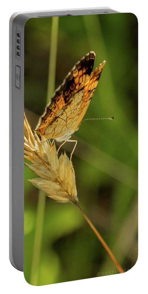 Butterfly Portable Battery Charger featuring the photograph Orange And Black Butterfly by Henri Irizarri