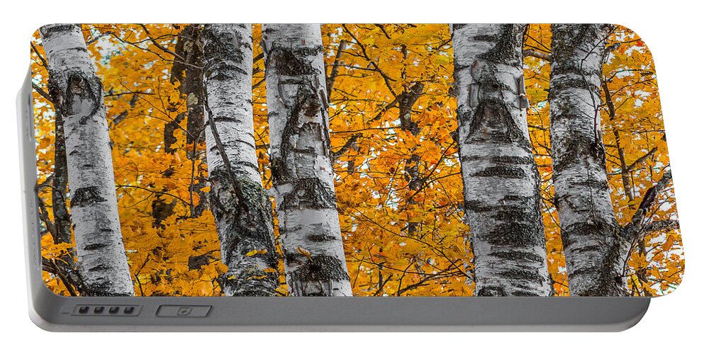 White Birch Portable Battery Charger featuring the photograph Orange Birches by Tim Kirchoff