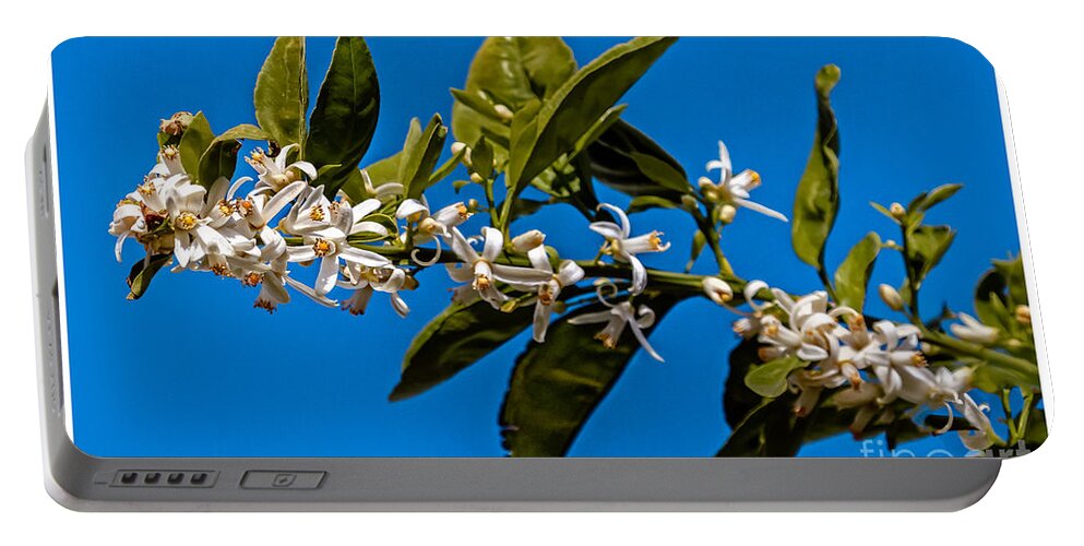 Arizona Portable Battery Charger featuring the photograph Orange Blossoms by Robert Bales