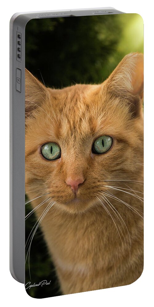 Orange Tabby Cat Portable Battery Charger featuring the photograph Orange Tabby Cat by Joann Copeland-Paul