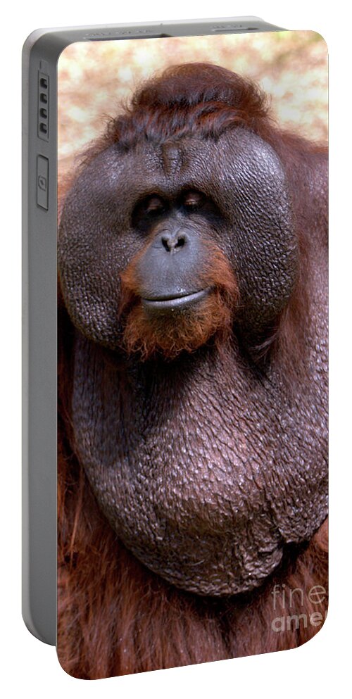 Ape Portable Battery Charger featuring the photograph Orangutan portrait by Stephen Melia