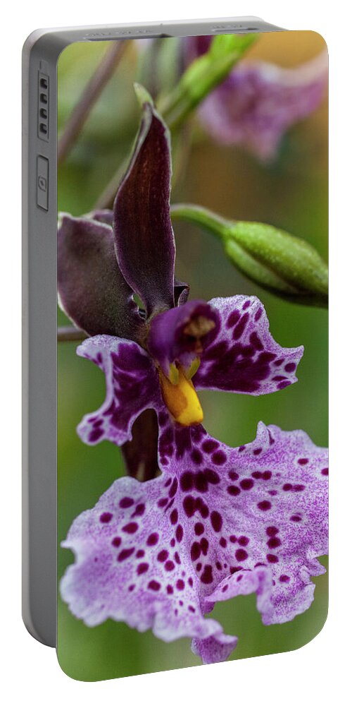 Orchid Portable Battery Charger featuring the photograph Orchid - Caucaea rhodosticta by Heiko Koehrer-Wagner