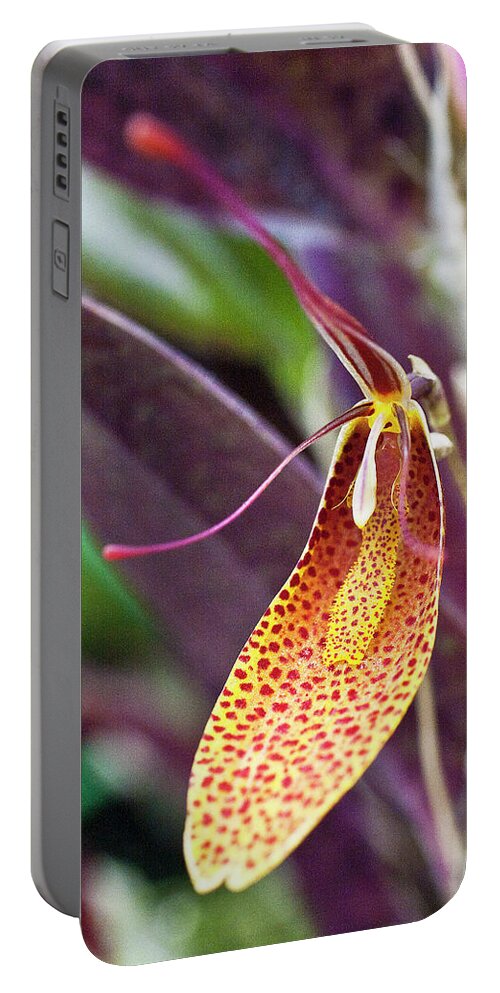 Orchid Portable Battery Charger featuring the photograph Orchid Flower - Restrepia radulifera by Heiko Koehrer-Wagner