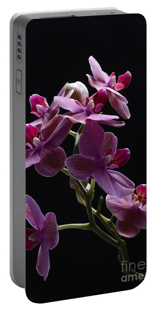 Orchid Portable Battery Charger featuring the photograph Orchid in flight by Robert WK Clark