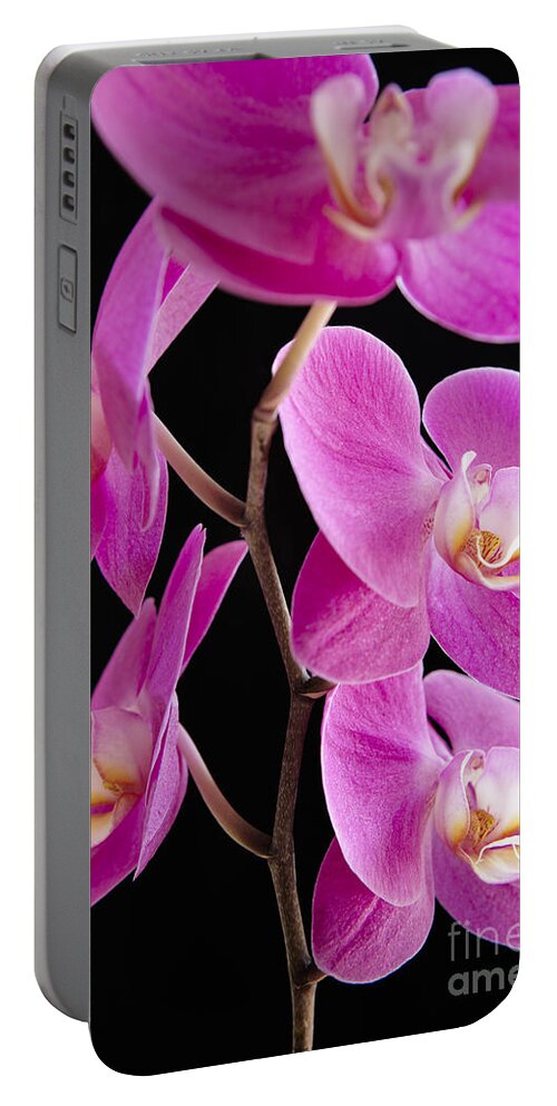 Backdrop Portable Battery Charger featuring the photograph Orchids on Black III by Kyle Rothenborg - Printscapes