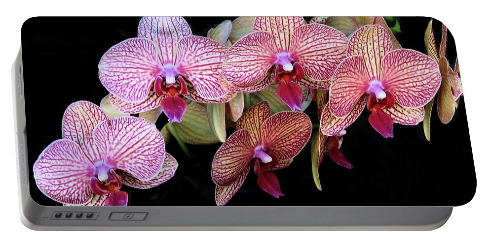 Orchid Portable Battery Charger featuring the photograph Orchids on Black by Rosalie Scanlon