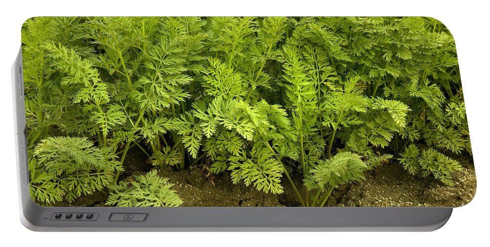 Carrot Greens Portable Battery Charger featuring the photograph Organic Carrot Greens by Inga Spence