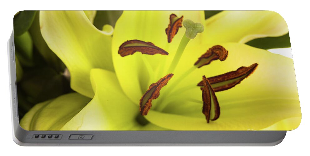 Alive Portable Battery Charger featuring the photograph Oriental Lily Flower by Raul Rodriguez