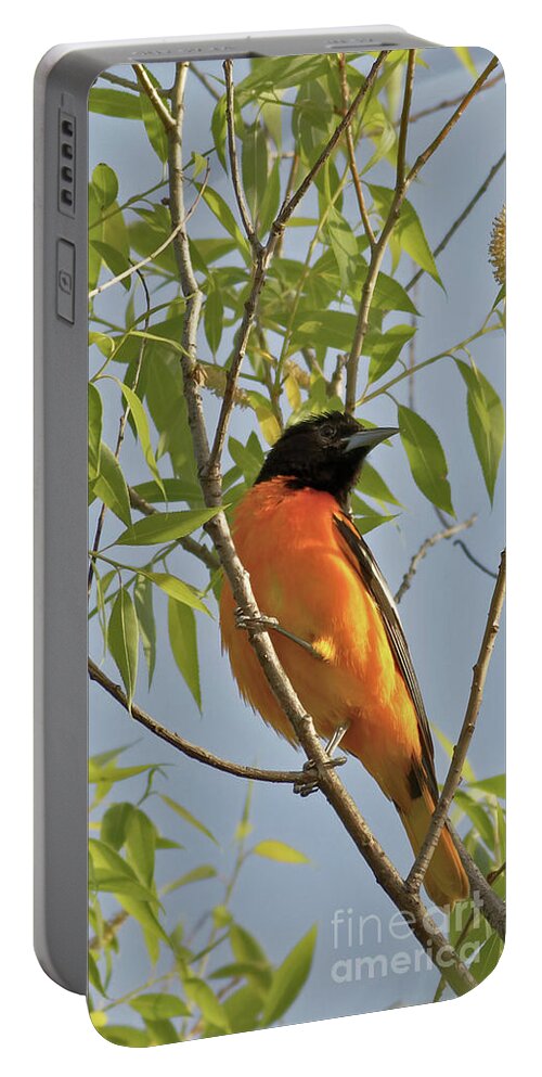Baltimore Oriole Portable Battery Charger featuring the photograph Oriole Spring Color by Natural Focal Point Photography