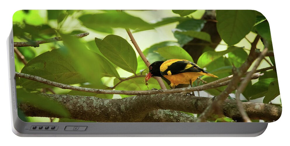 The Black-hooded Oriole Portable Battery Charger featuring the photograph Oriolus xanthornus by Venura Herath