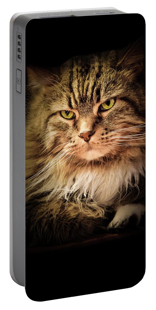 Cat Portable Battery Charger featuring the photograph Oscar on Black by Joni Eskridge