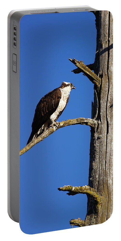 Osprey Portable Battery Charger featuring the photograph Osprey Nest Guard - 003 by Shirley Heyn