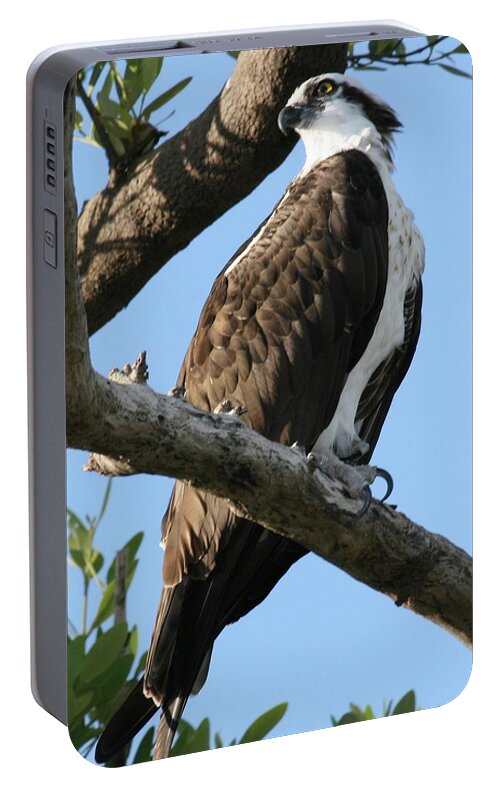 Osprey Portable Battery Charger featuring the photograph Osprey - perched by Jerry Battle