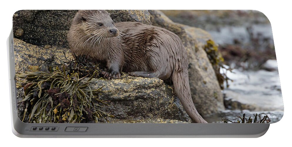 Otter Portable Battery Charger featuring the photograph Otter Beside Loch by Pete Walkden