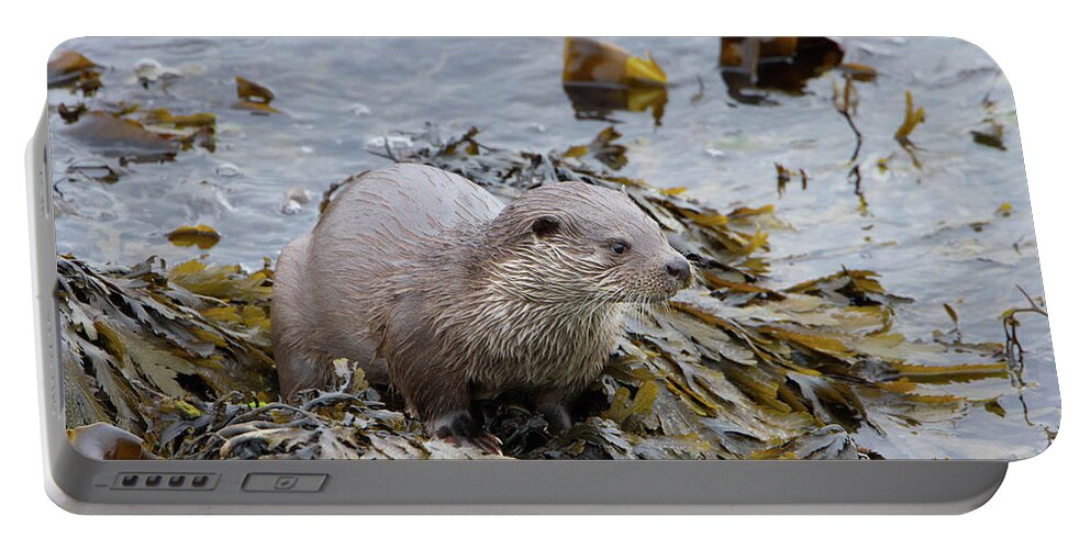 Otter Portable Battery Charger featuring the photograph Otter On Seaweed by Pete Walkden