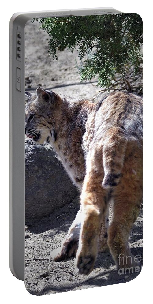 Bobcat Portable Battery Charger featuring the photograph Out for an adventure by Laurianna Taylor