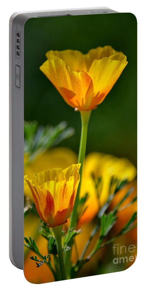 California Poppies Portable Battery Charger featuring the photograph Over and Above by Deb Halloran