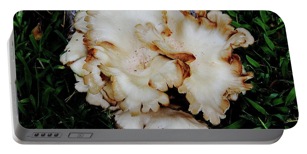  Oyster Mushroom Portable Battery Charger featuring the photograph Oyster Mushroom by Allen Nice-Webb