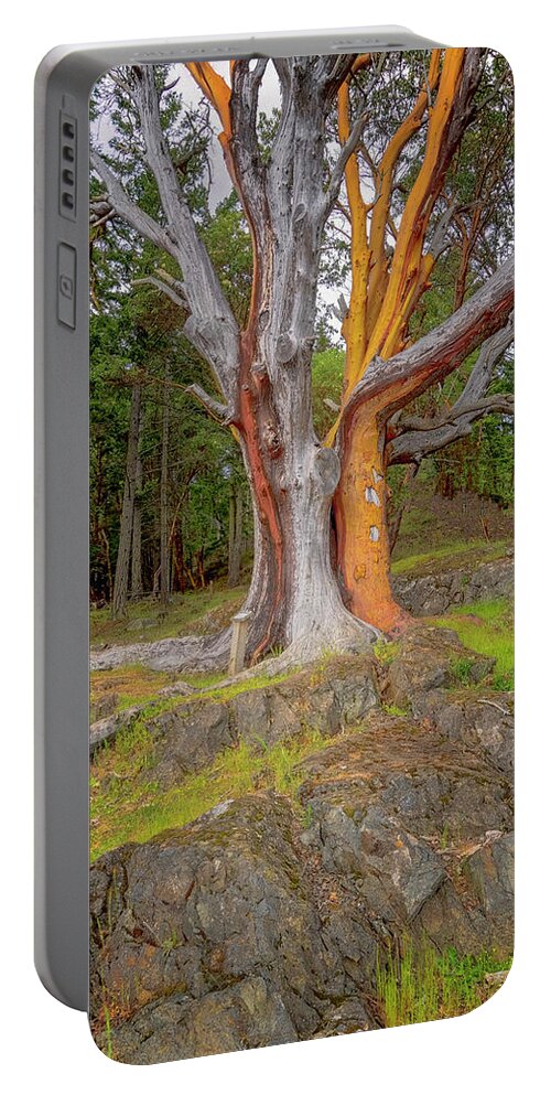 Oregon Coast Portable Battery Charger featuring the photograph Pacific Madrone Tree by Tom Singleton
