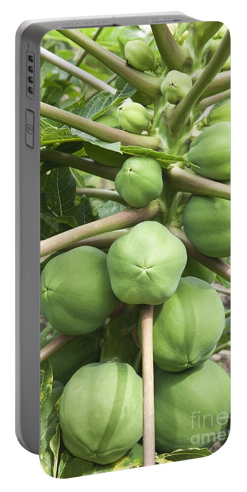 Papaya Portable Battery Charger featuring the photograph Papaya Fruit by Inga Spence