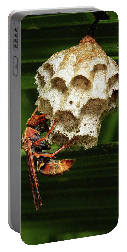 Paper Wasps Portable Battery Charger featuring the photograph Paper wasps 00666 by Kevin Chippindall
