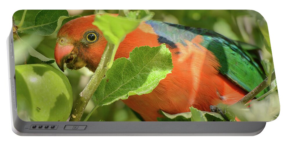 Bird Portable Battery Charger featuring the photograph Parrot in Apple Tree by Werner Padarin