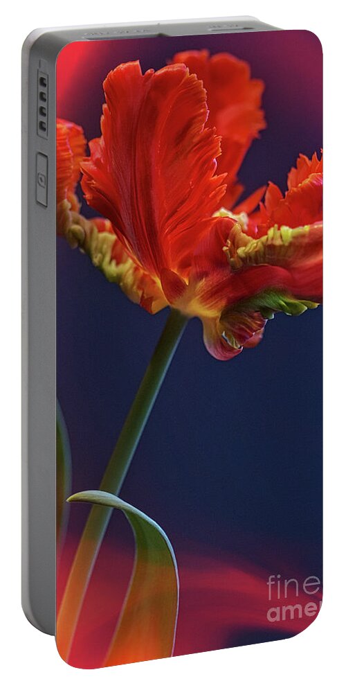Tulip Portable Battery Charger featuring the photograph Parrot Tulip - Feathered Petals by Heiko Koehrer-Wagner