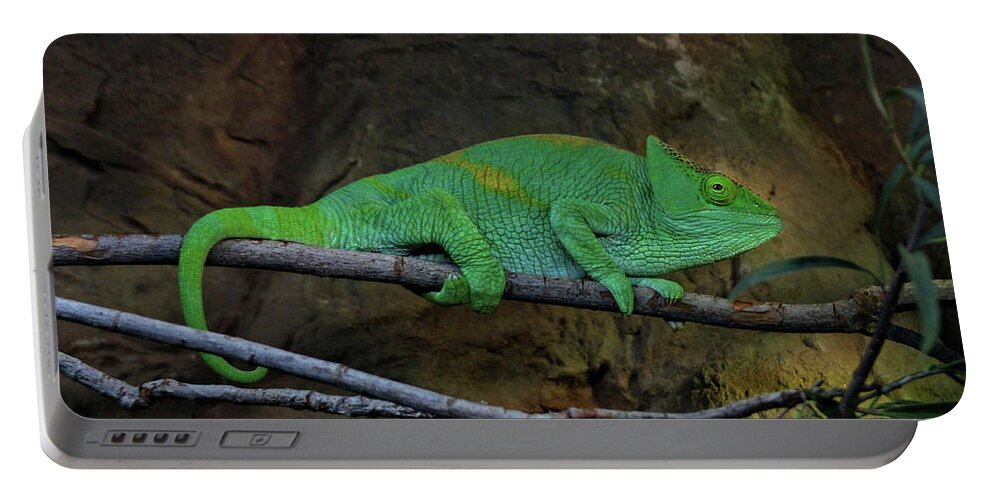 Chameleon Portable Battery Charger featuring the photograph Parson's Chameleon by Doc Braham