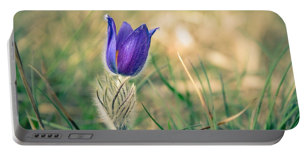 Pulsatilla Vulgaris Portable Battery Charger featuring the photograph Pasque Flower by Andreas Levi