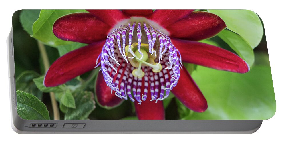 Flowers Portable Battery Charger featuring the photograph Passiflora Ruby Glow. Passion Flower by Venetia Featherstone-Witty