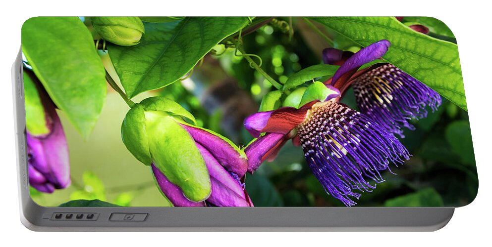 Passion Flower Vine Portable Battery Charger featuring the photograph Passion Flower ver. 14 by Robert VanDerWal